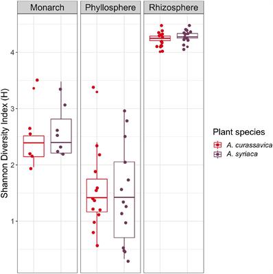 Host Plant Species Influences the Composition of Milkweed and Monarch Microbiomes